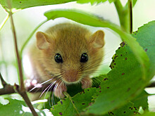 Итальянские полицейские нашли 235 замороженных сонь, предназначенных для обеда мафиози