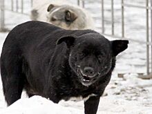 Чиновник подался в бега, получив вместо ареста подписку о невыезде