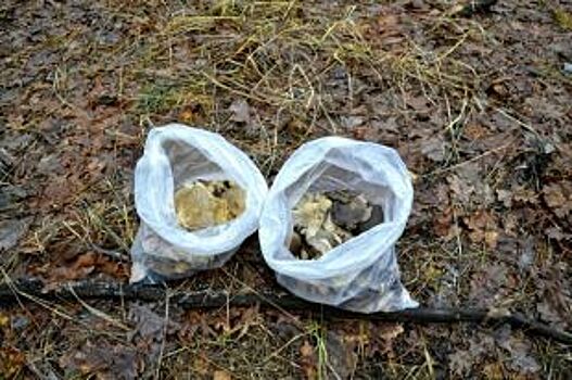 Воронежцы открыли грибной сезон в январе