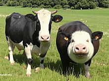 До 1 сентября владельцам подсобных хозяйств в Удмуртии необходимо промаркировать коров и свиней