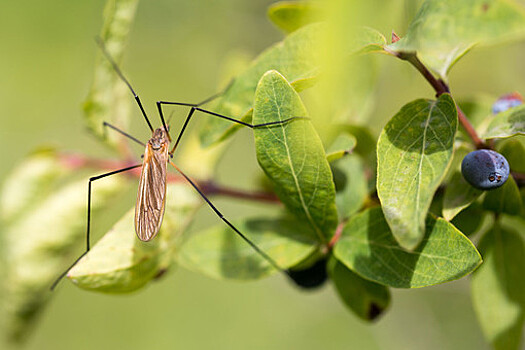 Энтомологи прогнозируют рост численности комаров, короедов и шелкопрядов