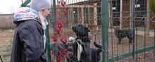 Красногорские активисты посетили приют для животных «Лохматый ангел»