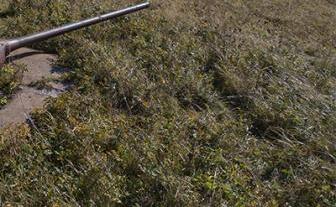 Лавров удивился, что японцам не нравится освоение Итурупа и Кунашира