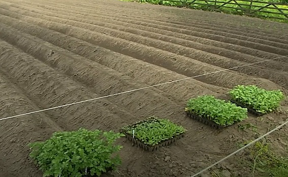 Картошку по уникальной технологии высаживают под Новосибирском