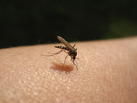 Комары принесли в Россию смертельные лихорадки
