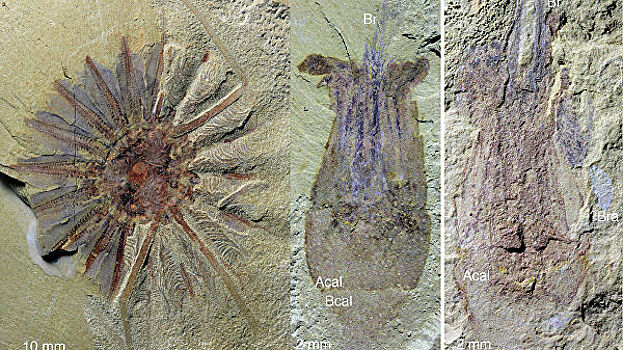 Обнаружены останки древнего "ктулху"