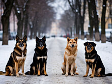 Губернатор Воробьев ввел карантин по бешенству животных в Реутове