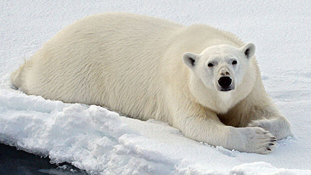 Заблудившегося белого медведя отправили на вертолете из Камчатки на Чукотку