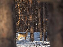 Саратовцев умилила ругающаяся на оператора в лесу косуля