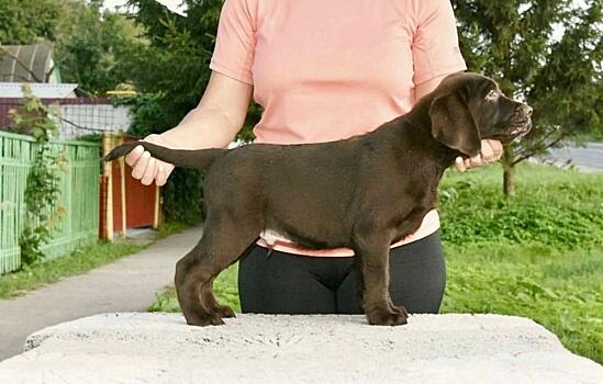 Олимпийская чемпионка подарила щенка учебно-кинологическому центру