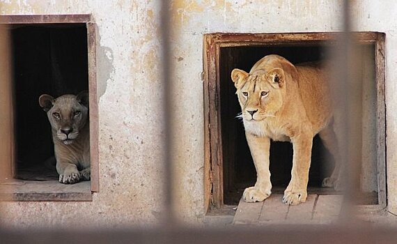 Челнинскому зоопарку отказали в получении лицензии