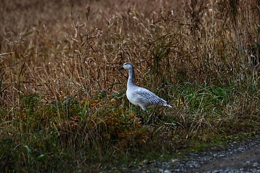 Редких белых гусей впервые заметили на острове Шикотан