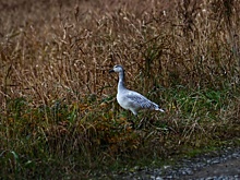 Редких белых гусей впервые заметили на острове Шикотан