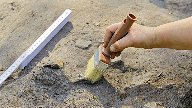 Археологи обнаружили на севере Кузбасса кость гигантского динозавра