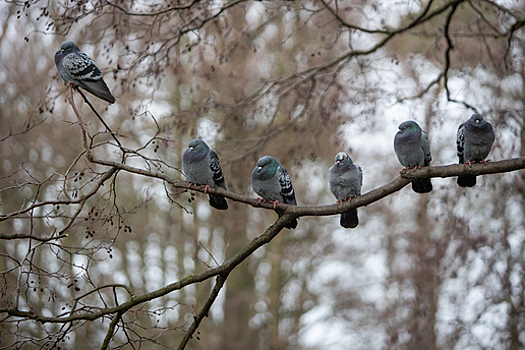 Что делать, если в доме завелись голуби: эксперты — о соседстве с птицами и рисках заболеть