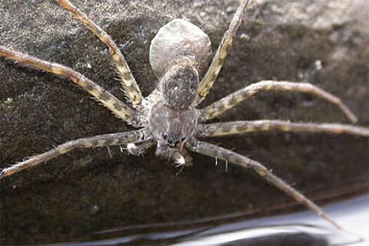 Биологи выяснили, что некоторые тропические пауки могут прятаться под водой до 30 минут