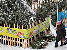 Как выбрать идеальную новогоднюю елку: живую или искусственную