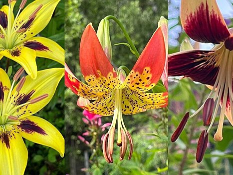 Лилии раннего срока цветения покажут на выставке в "Аптекарском огороде"