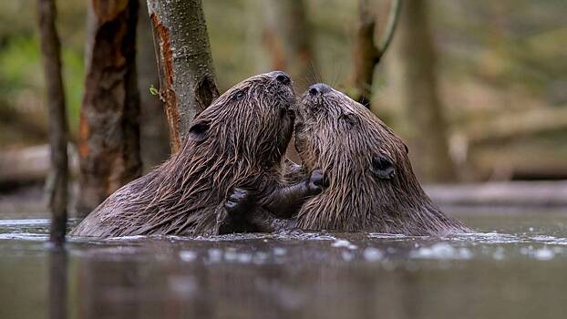 Власти столицы отреагировали на массовую гибель бобров в Москве-реке