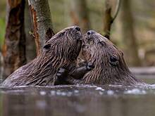 Власти столицы отреагировали на массовую гибель бобров в Москве-реке