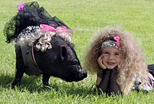 Победительницей конкурса красоты для овец стала гламурная свинья