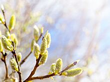 Дожди и аномальная жара: в Москве потеплеет до +23 градусов, но ненадолго