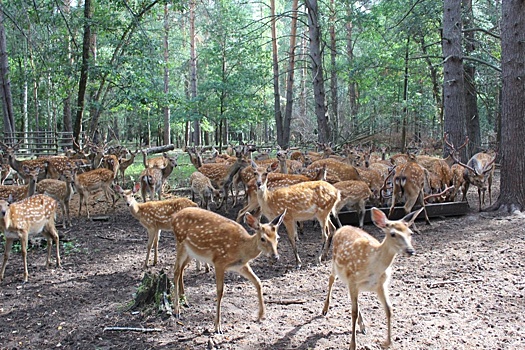 Экотропа для наблюдения за оленями создана в Городецком районе
