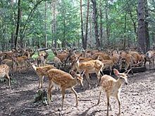 Экотропа для наблюдения за оленями создана в Городецком районе