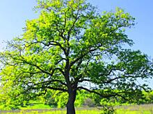 Новая экозона появилась в Дубне. Там посадили более 200 деревьев и кустарников