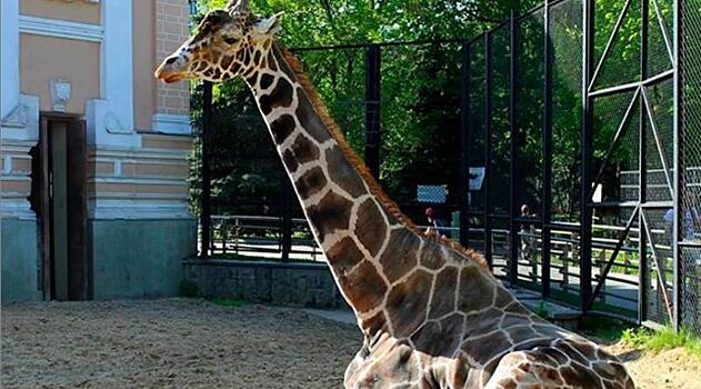 Посетителей зоопарка попросили не кормить жирафа Самсона