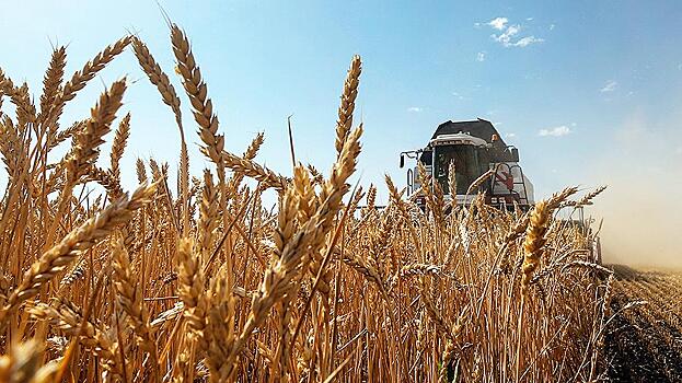 Урожай пшеницы в России в 2020 году стал вторым в истории