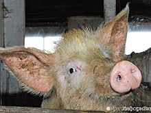 Тюменская область опасается чумы свиней со Среднего Урала