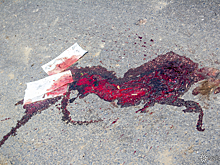 Сбитый велосипедист отсудил у новокузнецкой автоледи 350 000 рублей