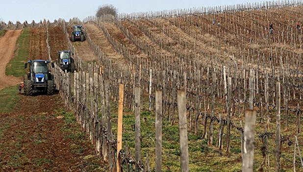 Крым получил 200 млн рублей на виноградники