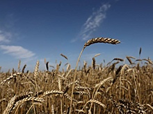 Волгоградская область собрала уже четыре миллиона тонн зерна урожая 2025 года