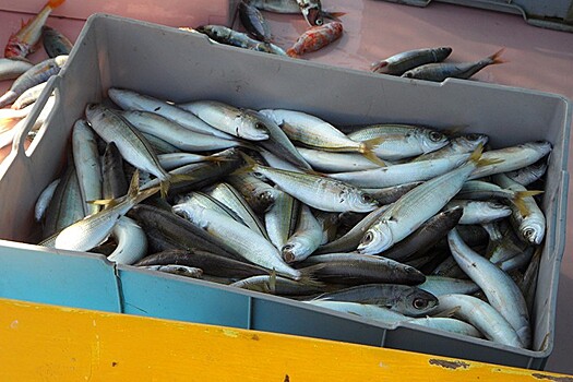 Число рыбоводных предприятий в Подмосковье выросло на 92 процента