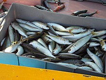 Число рыбоводных предприятий в Подмосковье выросло на 92 процента