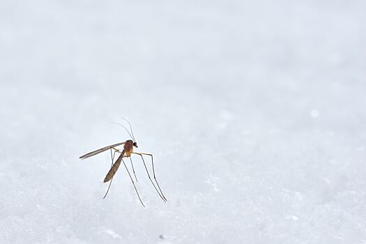 Паразитолог предупредил о рисках заразиться глистами через комаров