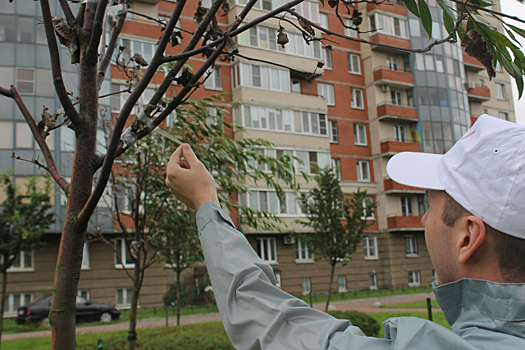 В Петербурге «озеленили» деревья с помощью скотча