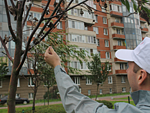 В Петербурге «озеленили» деревья с помощью скотча