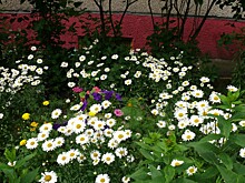 Самые красивые балконы и палисадники выберут в Нижнем Новгороде (ФОТО)