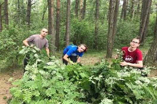 На Куршской косе московские студенты вяжут веники и плетут ограждения