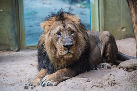 В Кении гостей заповедника обвинили в гомосексуализации львов
