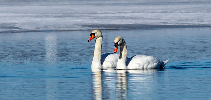 Фотофакт: на Ижевский пруд прилетели лебеди