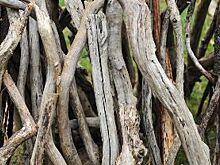 На Новосходненском шоссе убрали сухостой