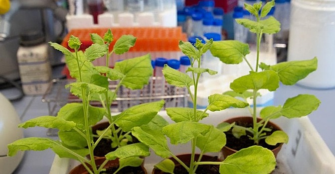 Как биотехнология растений может помочь с вакциной от коронавируса