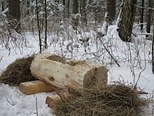 Кормушки для зайцев поставят в Измайловском парке