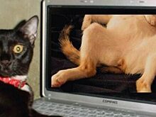 5 привычек любителей порно, которые, возможно, есть и у вас