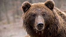 Первые обломки «Союза-2.1б» нашел медведь