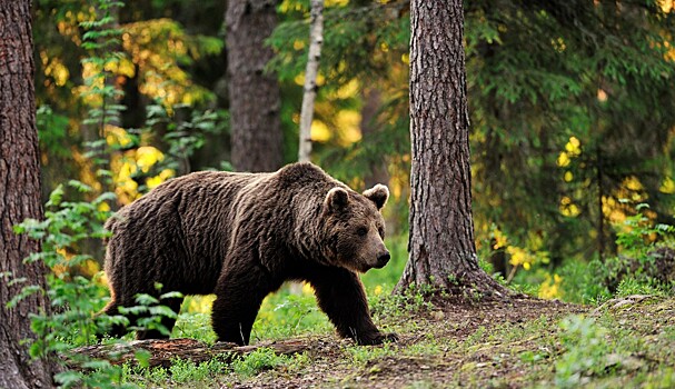 Сотрудники новосибирского Минприроды получили приказ на отстрел бурого медведя